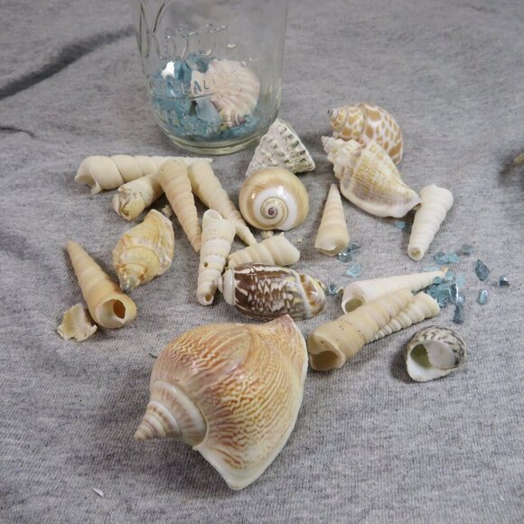 Jar of REAL sea shells with blue sparkly vase filler at bottom - Picture 3 of 8